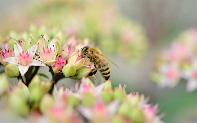 蜂毒過敏怎么處理最好？