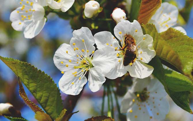 蜂毒能讓陰莖增大嗎？