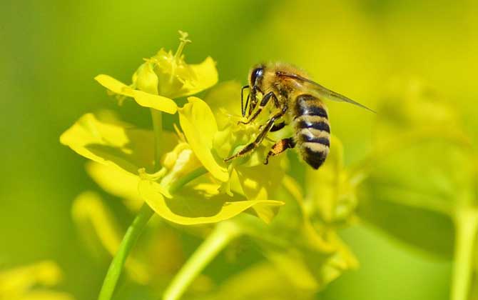 蜂療對什么病最有效？