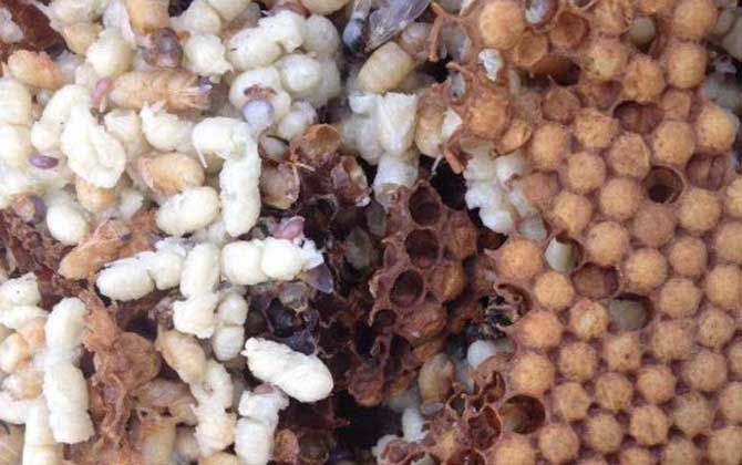 雄蜂蛹價(jià)格多少錢一斤？