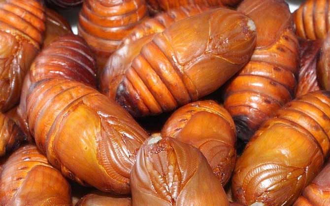 蠶蛹和蜂蛹哪個(gè)有營(yíng)養(yǎng)？