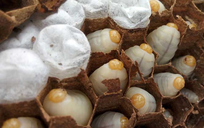 蜂蛹泡酒怎么做最簡(jiǎn)單？