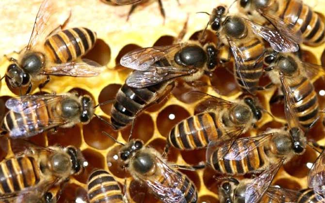 蜂群失王有哪些表現(xiàn)？