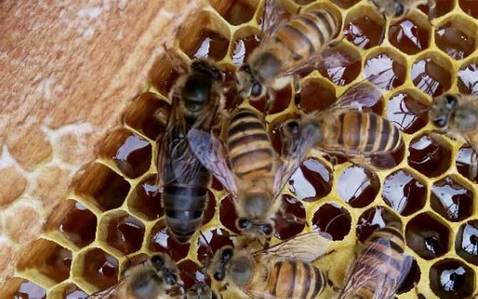 蜂王(蜂后)靠什么控制蜂群？