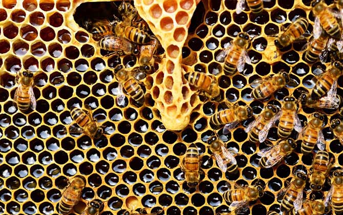 急造王臺出的蜂王好嗎？