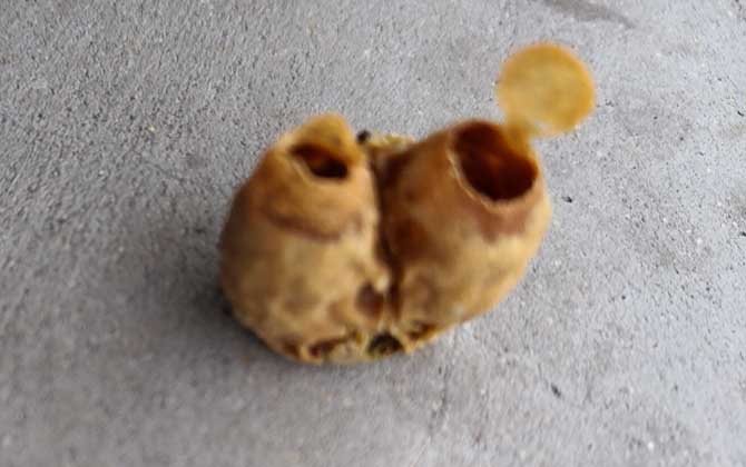 自然王臺封蓋幾天出王？