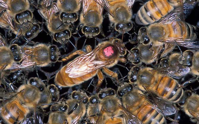 蜂王怎樣剪翅膀影響最?。?></a> </div>
        <div   id=