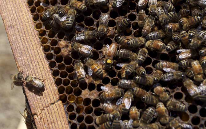 蜂王能剪翅膀嗎？