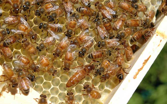 蜂王剪翅膀還會分蜂嗎？