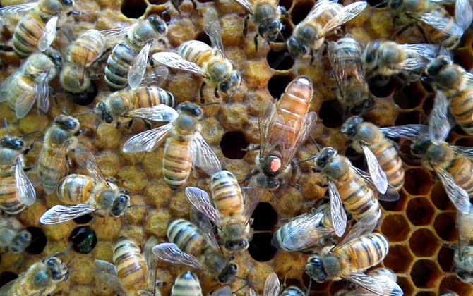 蜂王剪翅膀的壞處有哪些？