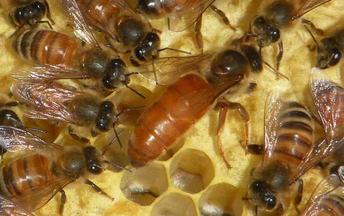 蜂王吃什么東西？