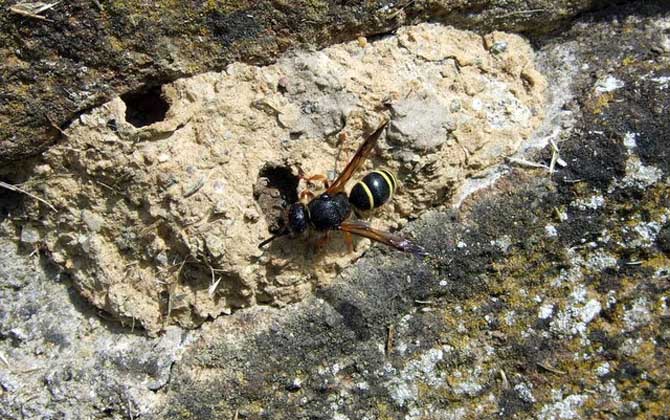 人工養(yǎng)殖馬蜂喂什么食物？