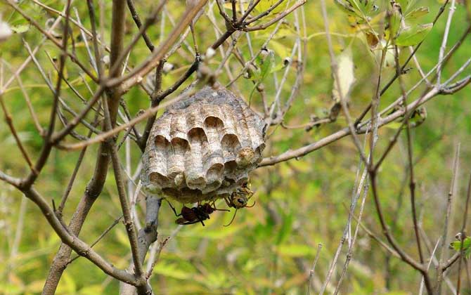 馬蜂窩價格多少錢一斤？