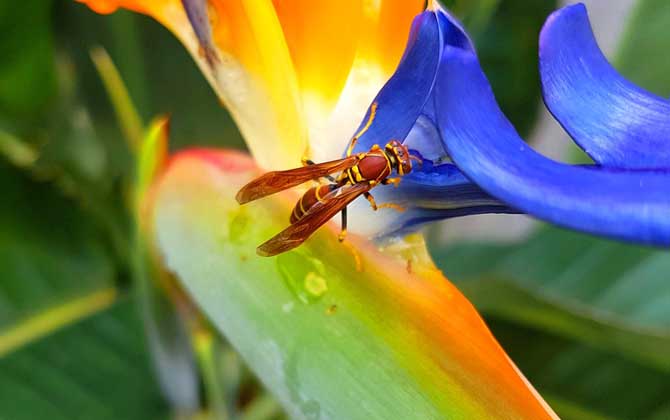 馬蜂最怕什么東西？