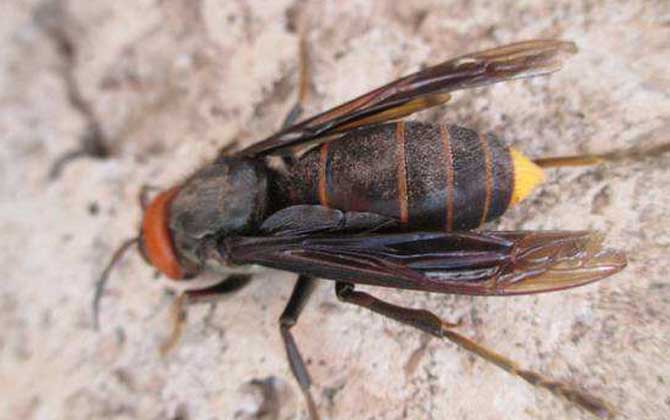 紅娘胡蜂的毒性強(qiáng)嗎？