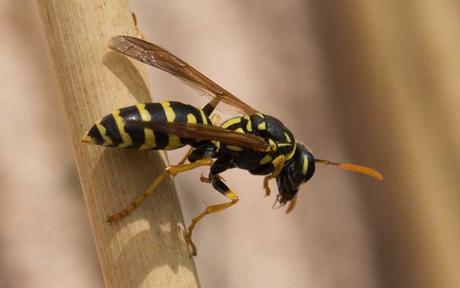 馬蜂和蜜蜂是什么關系？