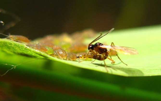 寄生蜂會寄生人類嗎？