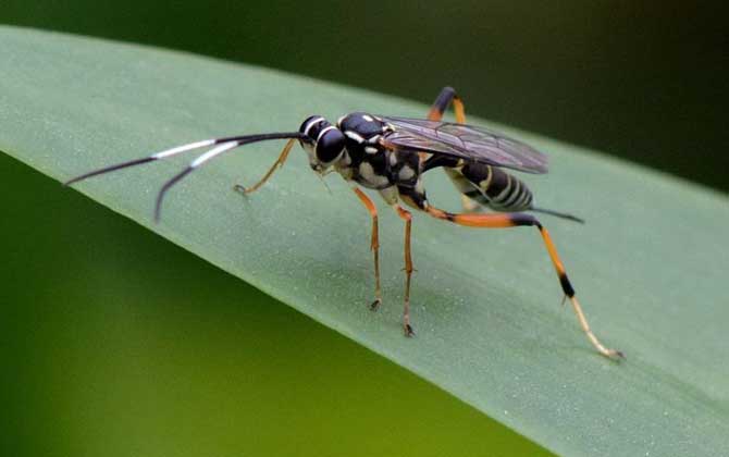 寄生蜂是怎么寄生的？