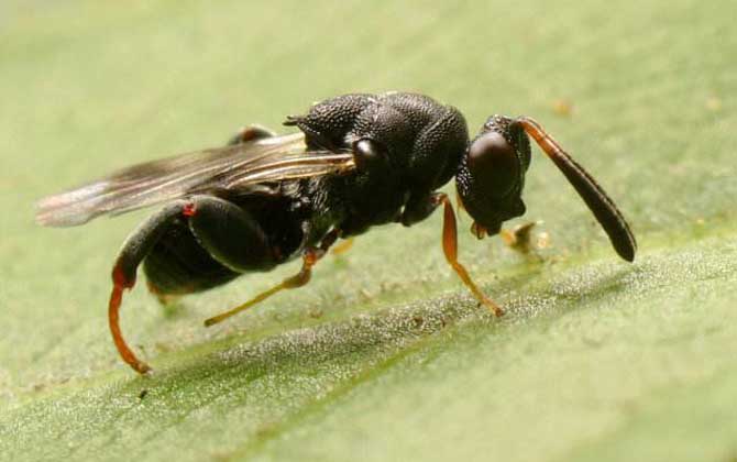 寄生蜂的種類及圖片大全