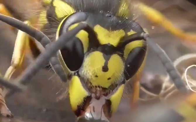 養200窩胡蜂有多少錢？