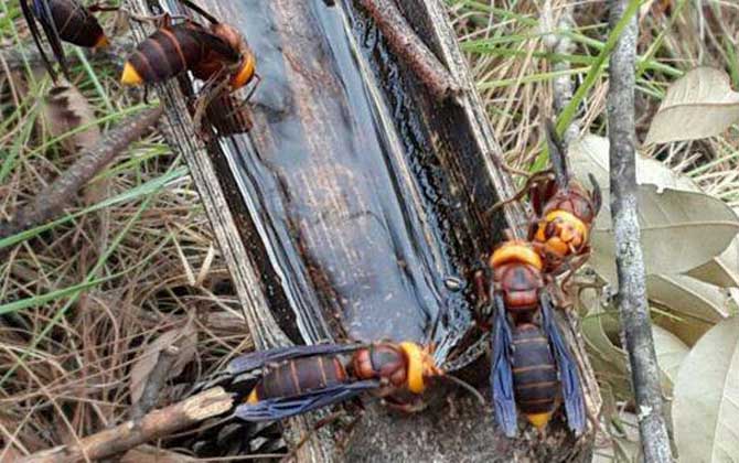 馬蜂種類名稱及圖片大全