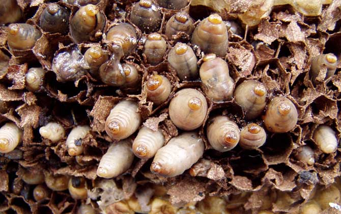 人頭蜂窩多少錢一斤？