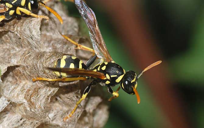 被馬蜂蟄了不處理行嗎？