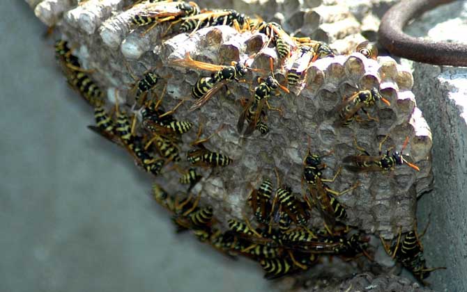 馬蜂窩捅了后多久會走？