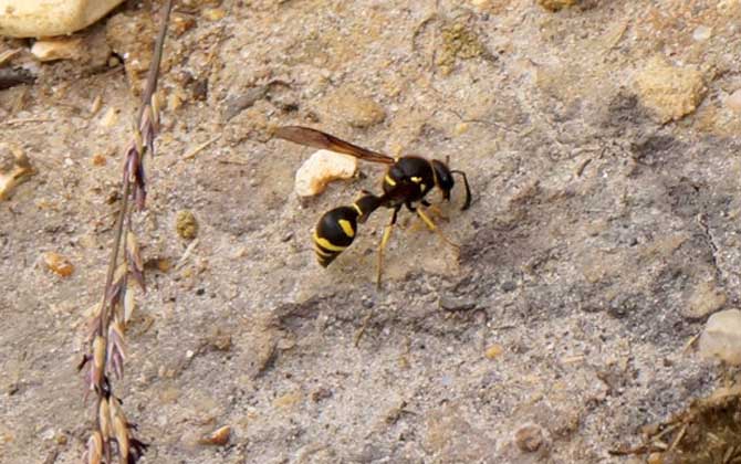 馬蜂會(huì)攻擊睡覺的人嗎？