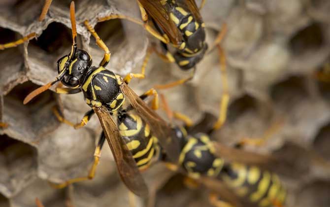 打死一只馬蜂會(huì)報(bào)復(fù)嗎？