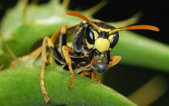 馬蜂蟄后會(huì)自己消腫嗎？