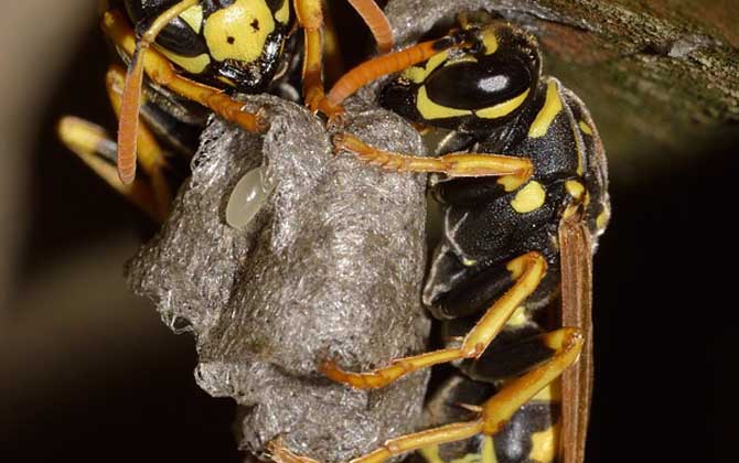 馬蜂記仇會(huì)記多久？