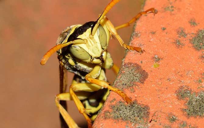 被馬蜂蟄了多久會(huì)死亡？