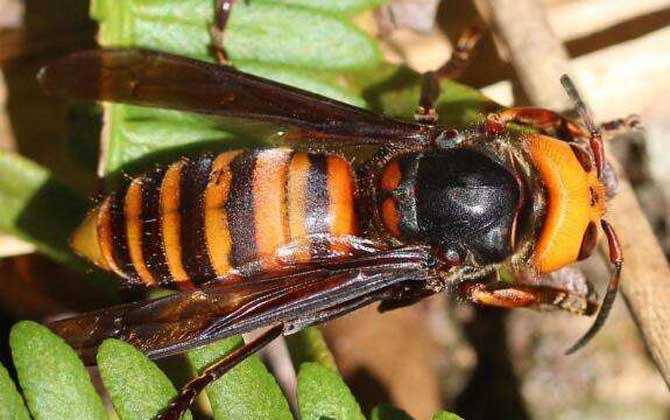 虎頭蜂一只多少人民幣？