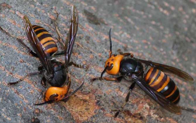 哪種虎頭蜂的毒性最強(qiáng)？