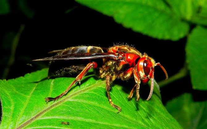 虎頭蜂蜇人后自己會(huì)死嗎？