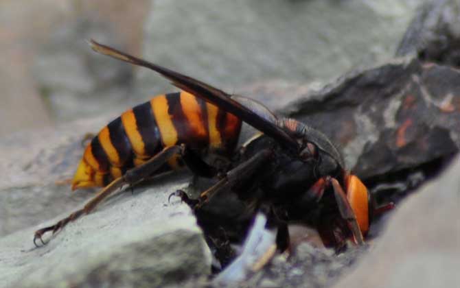 地雷蜂和虎頭蜂哪個厲害？