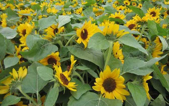 向日葵什么時候開花？