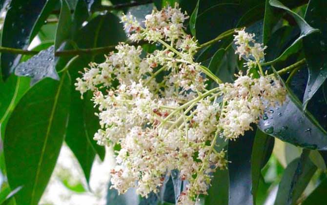 龍眼什么時候開花？