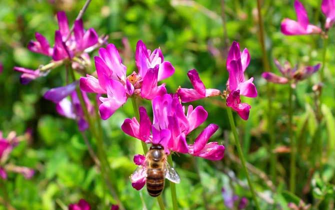 紫云英什么時候開花？