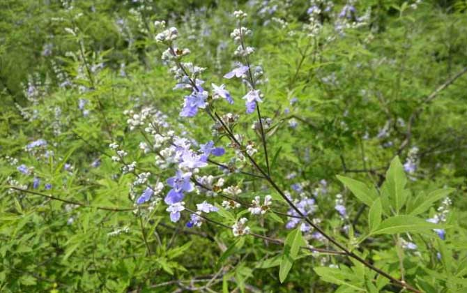 荊條什么時候開花？
