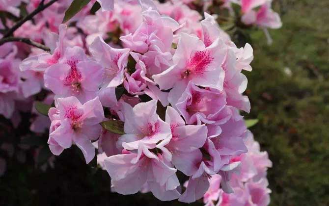 杜鵑花什么時候開？