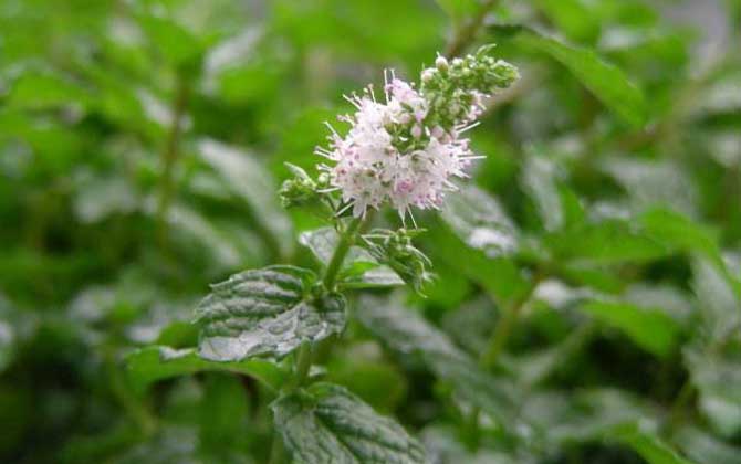 薄荷什么時候開花？