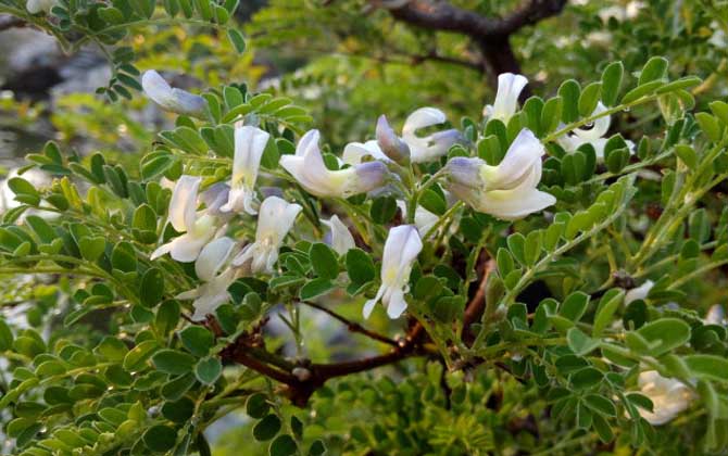 狼牙刺什么時候開花？