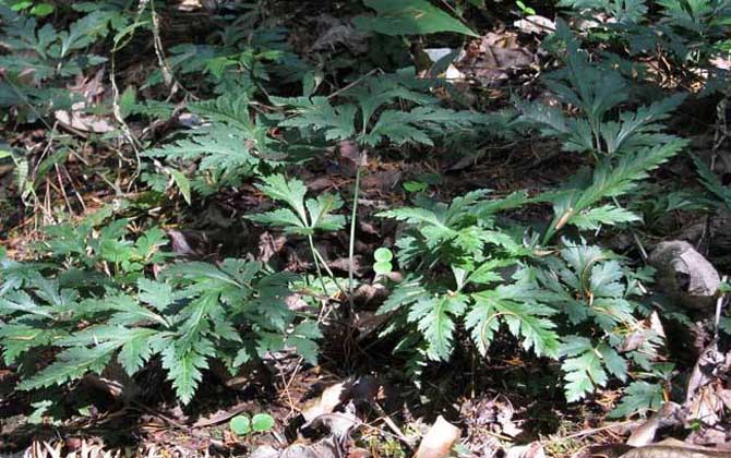 黃連什么時候開花？