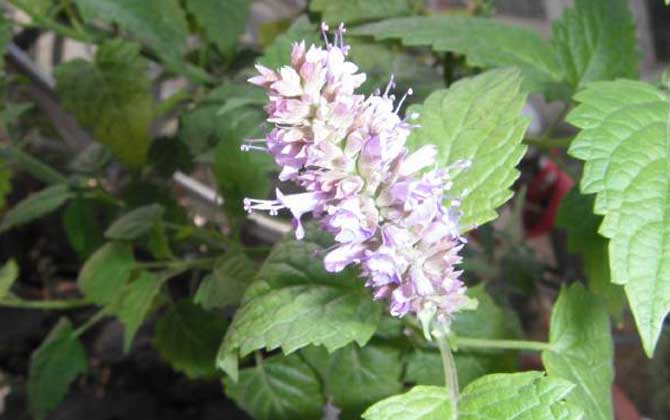 藿香什么時候開花？