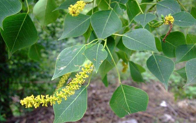 烏桕流蜜期是什么時候？