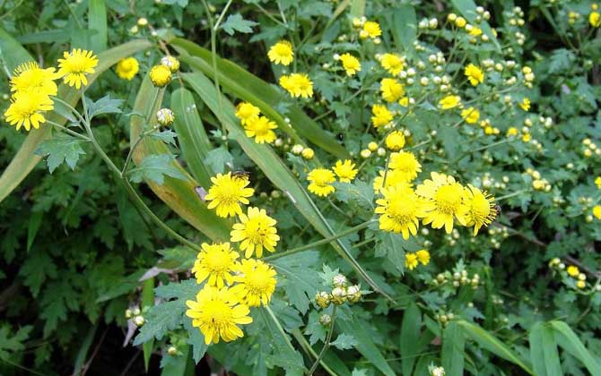 野菊花什么時候開花？