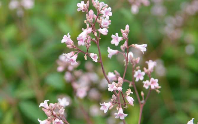 羅布麻什么時候開花？