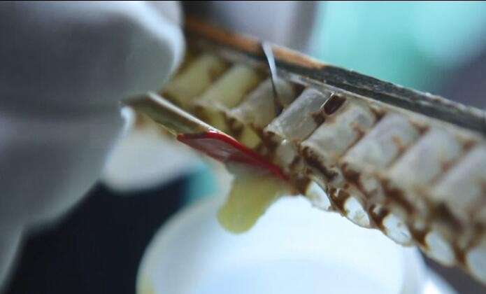 蜂王漿幼蟲(chóng)的功效，蜂王蟲(chóng)的功效和作用